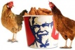 Сеть KFC выиграла суд по шестикрылым и восьминогим курицам 