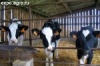 Инвентаризация крупного рогатого скота в Башкирии снизила поголовье на 230 тысяч