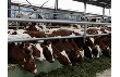 Правительство Московской области поможет развитию мясного животноводства