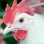 Инжавинская птицефабрика выпустила 100-тысячную тонну мяса птицы
