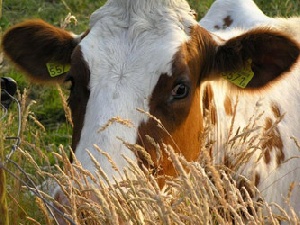В Башкортостане усиливают меры профилактики заболеваний скота