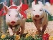  Рейтинг крупнейших производителей свинины в РФ ТОП 20 за 2010 год