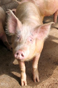 Россельхознадзор опасается инфекций из Китая из-за плохой дезинфекции транспорта на границе в Приморье