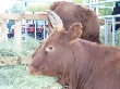Оренбургские животноводы накормят мясом Китай и Францию