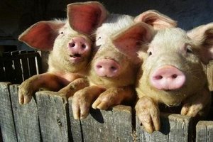 Алтайский край может существенно увеличить производство свинины за счет завершения двух проектов - губернатор