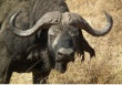 Мясо буйвола поднимет халяль-индустрию Пакистана на новый уровень
