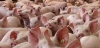 Россия может снять ограничения на поставку племенных свиней из Германии