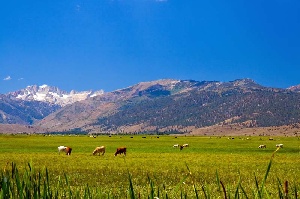 Глава Тувы доволен, что господдержка дала хорошие результаты. Поголовье растет. Люди работают.