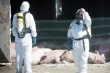 Ветеринары исследуют на АЧС выброшенные у дороги в Подмосковье туши свиней