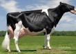 Самая дорогая корова в мире – 1,2 млн $ США