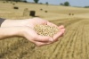 Российский зерновой союз: как сильно изменятся цены на зерно, предугадать невозможно