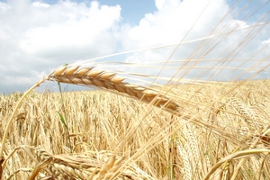 Минсельхоз готовит программу по увеличению экспорта зерна до 50 млн т - глава департамента