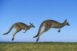 Австралию критикуют за лоббирование торговли мясом и товарами из кожи кенгуру в Калифорнии