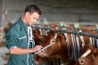 Диагностика туберкулеза крупного рогатого скота началась в Абхазии