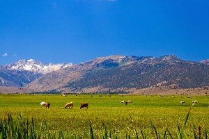 Белгородский НИИСХ подвёл итоги работы животноводов в 2016–2017 годах