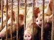 В Белгородской области на выкуп свиней из-за АЧС потратят полмиллиарда