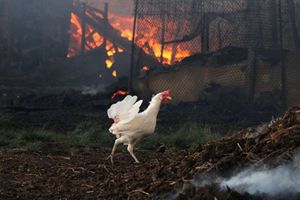 В Азербайджане горела Сиязаньская птицефабрика