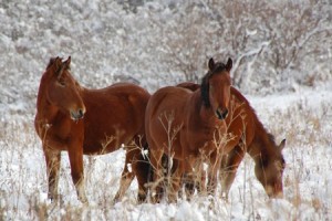 Ассоциацию заводчиков племенных лошадей новоалтайской породы создали в Горном Алтае