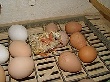 Давай по курам. «Объединенная мясная компания» займется производством бройлеров в Башкирии Давай по курам. «Объединенная мясная компания» займется производством бройлеров в Башкирии