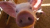 Томские службы проверят условия содержания свиней из-за угрозы АЧС