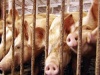 В Белгородской области на выкуп свиней из-за АЧС потратят полмиллиарда