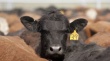 Минсельхоз РФ провел круглый стол "Ведущая роль профессиональных объединений в развитии мясного скотоводства"