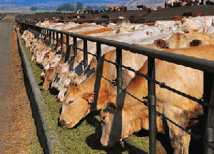 В Татарстане намерены внедрить опыт Белоруссии по содержанию КРС