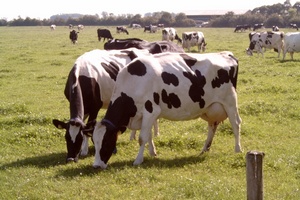 Власти Подмосковья обсудят выделение субсидий фермерам на закупку коров за рубежом