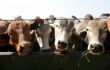 В Томске нашли пути повысить рентабельность животноводства