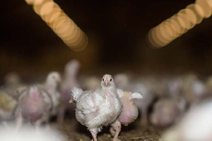 В Тюменской области будет запущен комплекс по выращиванию бройлерных пород кур