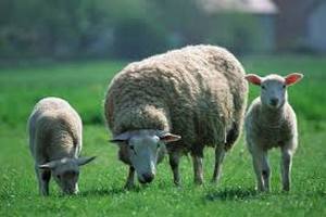 Первые овцы Иль-де-Франс прибыли в Беларусь