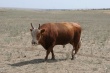 В Элисте пройдет конференция, посвященная калмыцкой породе крупного рогатого скота