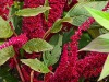 Выращивание уникальной зерновой культуры "амарант" обсудят в Нижегородской области