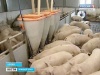 На ферме "Арианта" будут выращивать племенное поголовье свиней