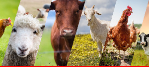 В Мордовии развивается животноводство