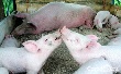 Поголовье свиней в Липецкой области выросло на 16% Поголовье свиней в Липецкой области выросло на 16%