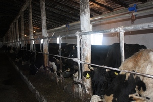 В Дагестане планируется построить 13 молочнотоварных ферм в 2016 году