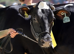 Производителям мяса и молока необходим продуктовый запрет