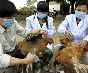В Китае падают цены на птицу на фоне распространения птичьего гриппа