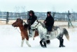 Олень – хорошо. А лошади не хуже! Ямал и Якутия укрепляют сотрудничество и продовольственную безопасность