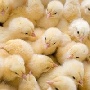 В Орловской области модернизируемая птицефабрика «Птичий дворик» получила из Венгрии 76 тыс. цыплят
