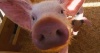 В Кировской области закрываются свиноводческие хозяйства