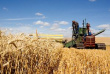 Пшеница подсыхает. Аналитики снижают прогнозы сбора зерна в 2019 году