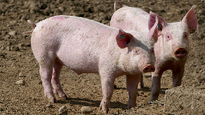В Хабаровском крае ищут инвестора для свинофермы