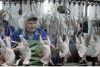 Кур вернули в морозильные камеры