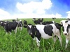 Нижнекамские сельхозпроизводители улучшили показатели по животноводству