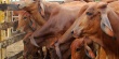 Австралии скоро не хватит коров