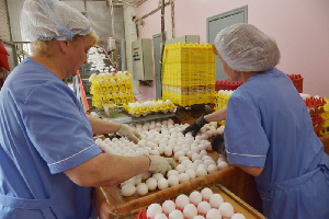 Вологодская область возвращает ведущие позиции в птицеводстве