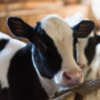 Свиноводческий комплекс «Золотого теленка» продали на Кубани