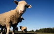 Крупнейшее овцеводческое хозяйство Алтайского края может стать банкротом